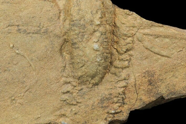 Trilobite Cruziana (Trackway) & Rusophycus (Resting Spot) - Morocco #118355
